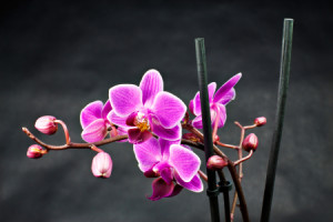 Foto Tischdecke - Orchidee oder mit Eigenem Foto
