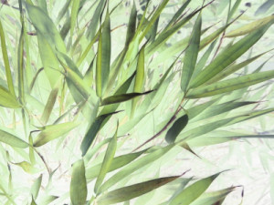 Wunschbild auf Tischdecke - Green Bamboo No 1 oder mit Eigenem Foto