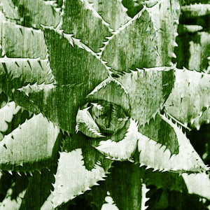 Wunschbild auf Tischdecke - Succulent Iv oder mit Eigenem Foto