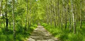Wunschmotiv Tischdecke - Birkenwald oder mit Eigenem Foto
