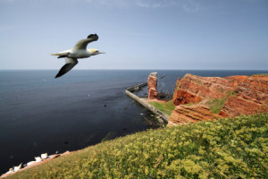 Foto auf Tischdecke - Helgoland oder mit Eigenem Foto