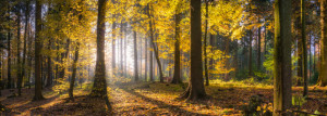 Bild Tischdecke - Sonniger Herbstwald Fine Art oder mit Eigenem Foto