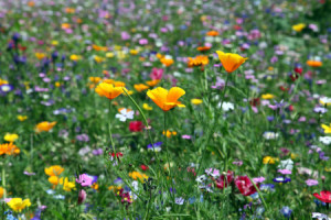 Motiv auf Tischdecke - Wildblumenwiese oder mit Eigenem Foto