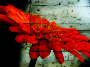 Motiv auf Tischdecke - Red Gerbera oder mit Eigenem Foto