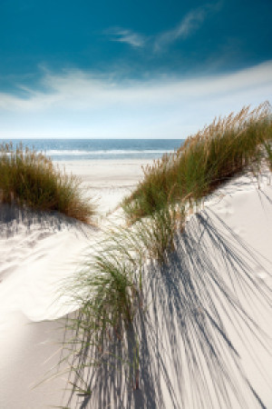 Wunschmotiv als Tischdecke - Volle Pracht - Dünen Mit Strandhafer o...