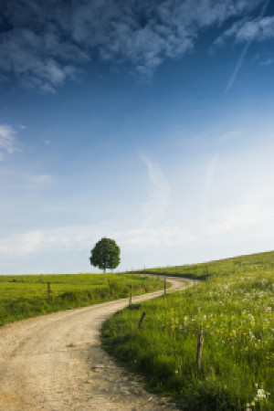 Wunschbild Tischdecke - Baum Und Weg oder mit Eigenem Foto