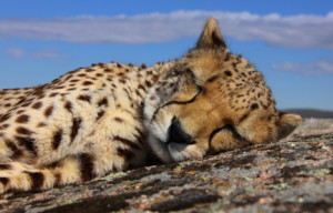 Tischdecke - Schlafender Gepard oder mit Eigenem Foto