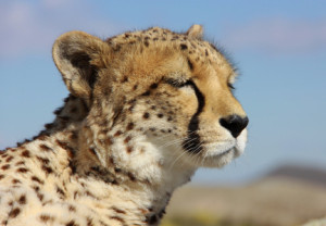 Bild Tischdecke - Träumender Gepard oder mit Eigenem Foto