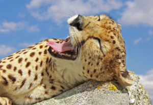 Motiv als Tischdecke - Gähnender Gepard oder mit Eigenem Foto