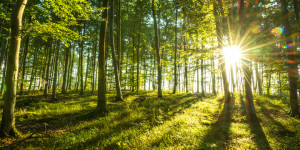 Wunschmotiv auf Tischdecke - Sommerwald 2X1 oder mit Eigenem Foto