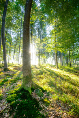 Wunschmotiv auf Tischdecke - Grüner Wald oder mit Eigenem Foto
