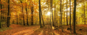 Motiv als Tischdecke - Farbenpracht Im Wald oder mit Eigenem Foto
