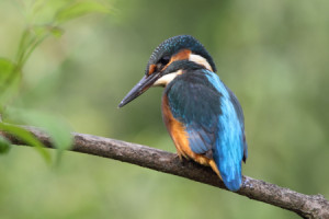 Wunschmotiv Tischdecke - Eisvogel oder mit Eigenem Foto