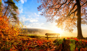 Bilder Tischdecke - Zauberhafte Herbstszene Am Morgen oder mit Eige...