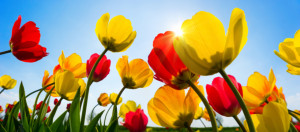 Foto auf Tischdecke - Beautiful Tulips In Vibrant Red And Yellow od...