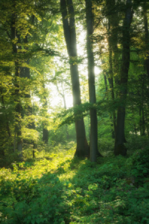 Wunschbild auf Tischdecke - Wald Im Frühling oder mit Eigenem Foto