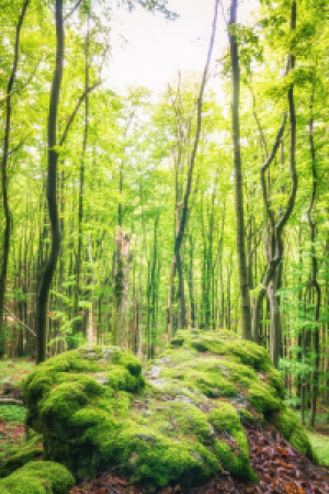 Tischdecke - Wald Im Grün Des Frühlings oder mit Eigenem Foto