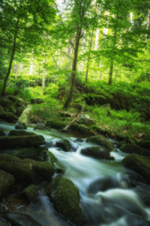 Wunschmotiv Tischdecke - Bach Im Grünen Wald oder mit Eigenem Foto