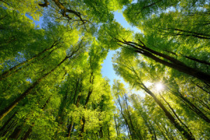 Foto Tischdecke - Grünes Blätterdach Im Wald Mit Sonnenstrahlen ode...