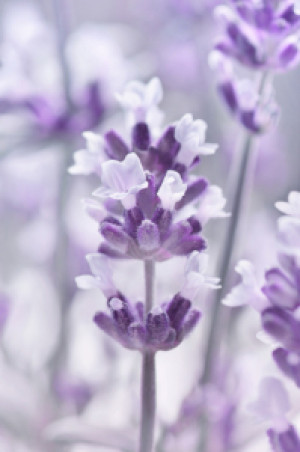 Wunschbild auf Tischdecke - Lavendel oder mit Eigenem Foto