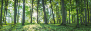 Wunschmotiv als Tischdecke - Sonniger Wald - Panorama oder mit Eige...