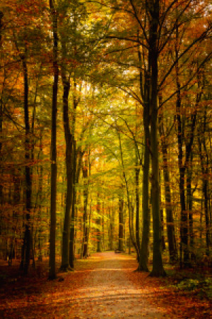 Bilder Tischdecke - Herbstwald oder mit Eigenem Foto