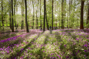 Wunschbild als Tischdecke - Im Wald Der Blauen Blumen oder mit Eige...