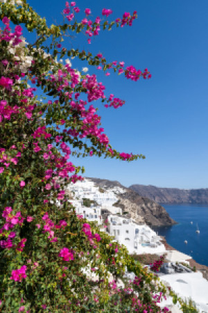 Wunschbild auf Tischdecke - Bougainvillea Blüte In Oia oder mit Eig...