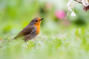 Bild auf Tischdecke - Rotkehlchen oder mit Eigenem Foto