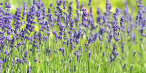 Motiv auf Tischdecke - Lavendel oder mit Eigenem Foto