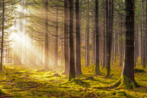 Wunschbild Tischdecke - Sonnenstrahlen Im Wald oder mit Eigenem Foto
