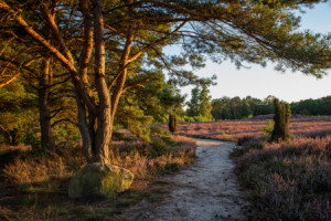 Bild Tischdecke - Spätsommer Heideblüte oder mit Eigenem Foto