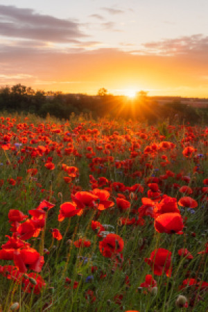 Wunschbild Tischdecke - Mohnfeld Zum Sonnenaufgang Ii oder mit Eige...