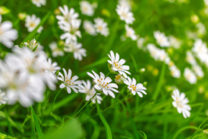 Wunschbild auf Tischdecke - Sternmiere oder mit Eigenem Foto