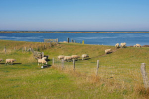Wunschbild Tischdecke - Schafe Auf Fehmarn oder mit Eigenem Foto