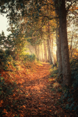 Foto Tischdecke - Im Lichtweg oder mit Eigenem Foto