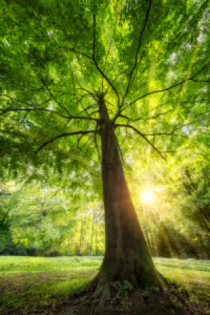 Bild Tischdecke - Grüner Baum Im Sonnigen Wald oder mit Eigenem Foto