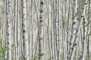 Bilder Tischdecke - Birkenwald oder mit Eigenem Foto