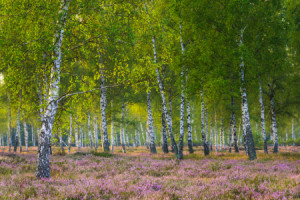 Motiv als Tischdecke - Heide Und Birken Im Morgenlicht oder mit Eig...