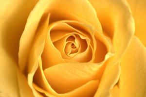 Wunschmotiv als Tragetasche - Rose oder mit Eigenem Foto