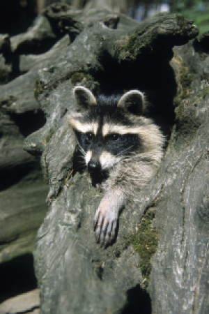 Wunschmotiv als Tragetasche - Waschbär oder mit Eigenem Foto