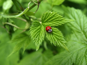 Bilder Tragetasche - Pure Natur oder mit Eigenem Foto