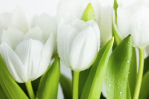 Wunschmotiv auf Tragetasche - Weiße Tulpen oder mit Eigenem Foto