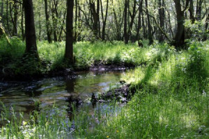Motiv Tragetasche - Waldidylle oder mit Eigenem Foto