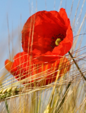 Motiv als Tragetasche - Mohn Im Morgenlicht Ii oder mit Eigenem Foto
