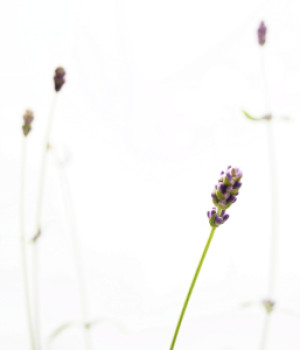 Bild auf Tragetasche - Lavendel oder mit Eigenem Foto