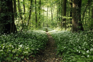 Bilder Tragetasche - Frühlingsspaziergang oder mit Eigenem Foto