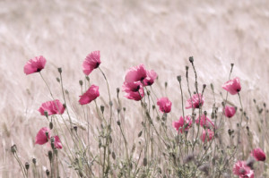Wunschmotiv Tragetasche - Rosa Mohn oder mit Eigenem Foto