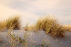 Fotos Tragetasche - Autumn Dunes oder mit Eigenem Foto