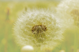 Wunschbild als Tragetasche - Pusteblumen oder mit Eigenem Foto
